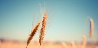 Is Grain Gluten Free? List of Gluten-Free Grains