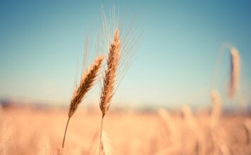 Is Grain Gluten Free? List of Gluten-Free Grains