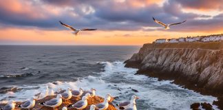 where do seagulls sleep seagull nesting areas